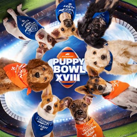 Puppy Bowl Png